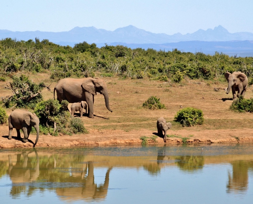 Elefanten in der Steppe am Wasserloch