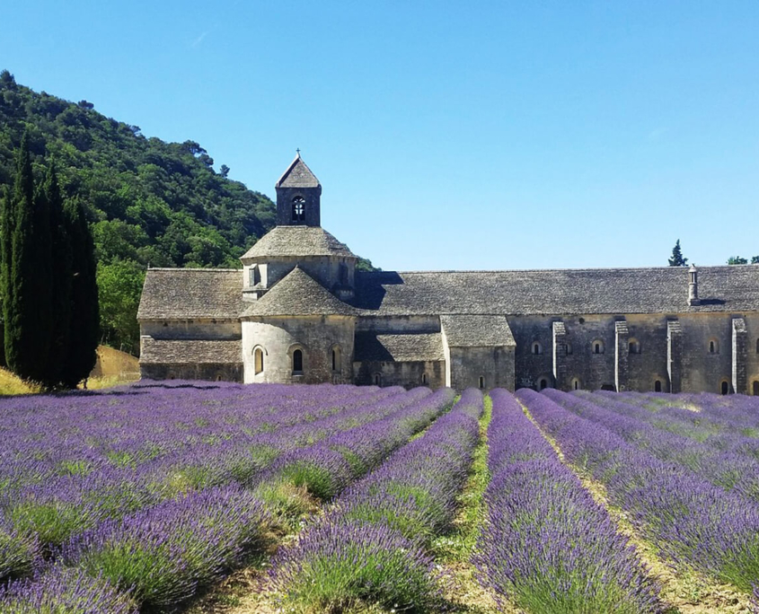 Lavendelfeld mit Blick auf das Abbey de Sedanque in der Provence in Frankreiche