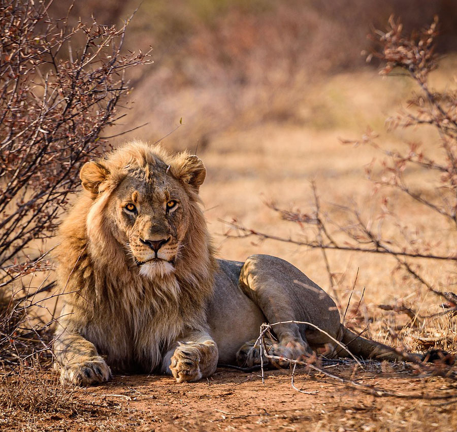 Löwe im Krüger Nationalpark / Südafrika liegt in der Steppe