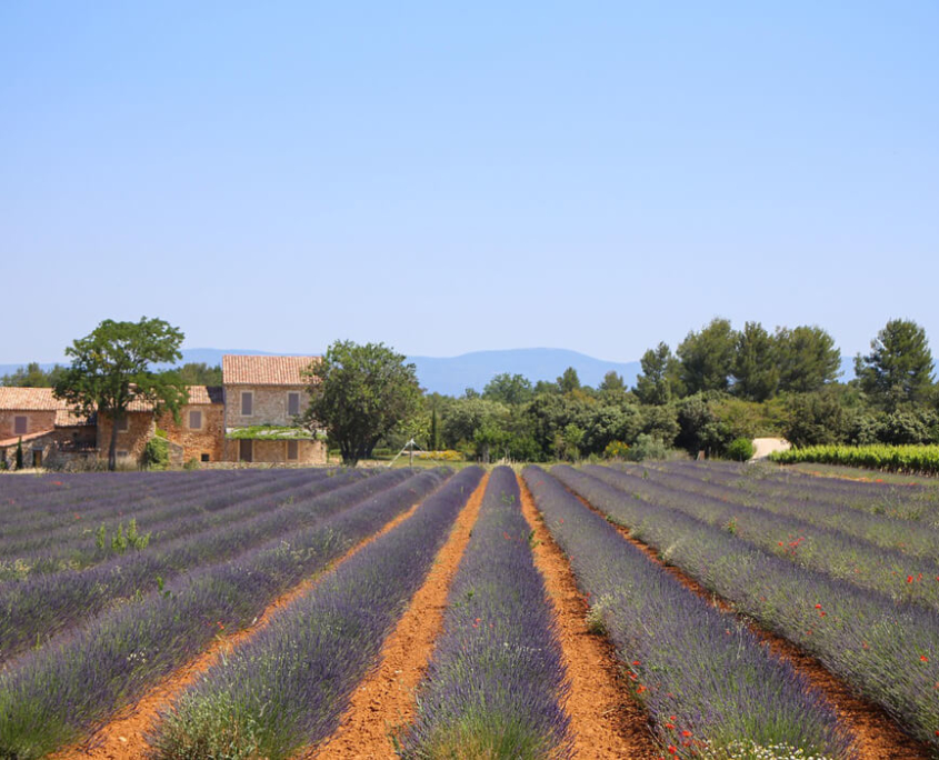 Blick auf eine Lavendle Feld in der Provence in Frankreich