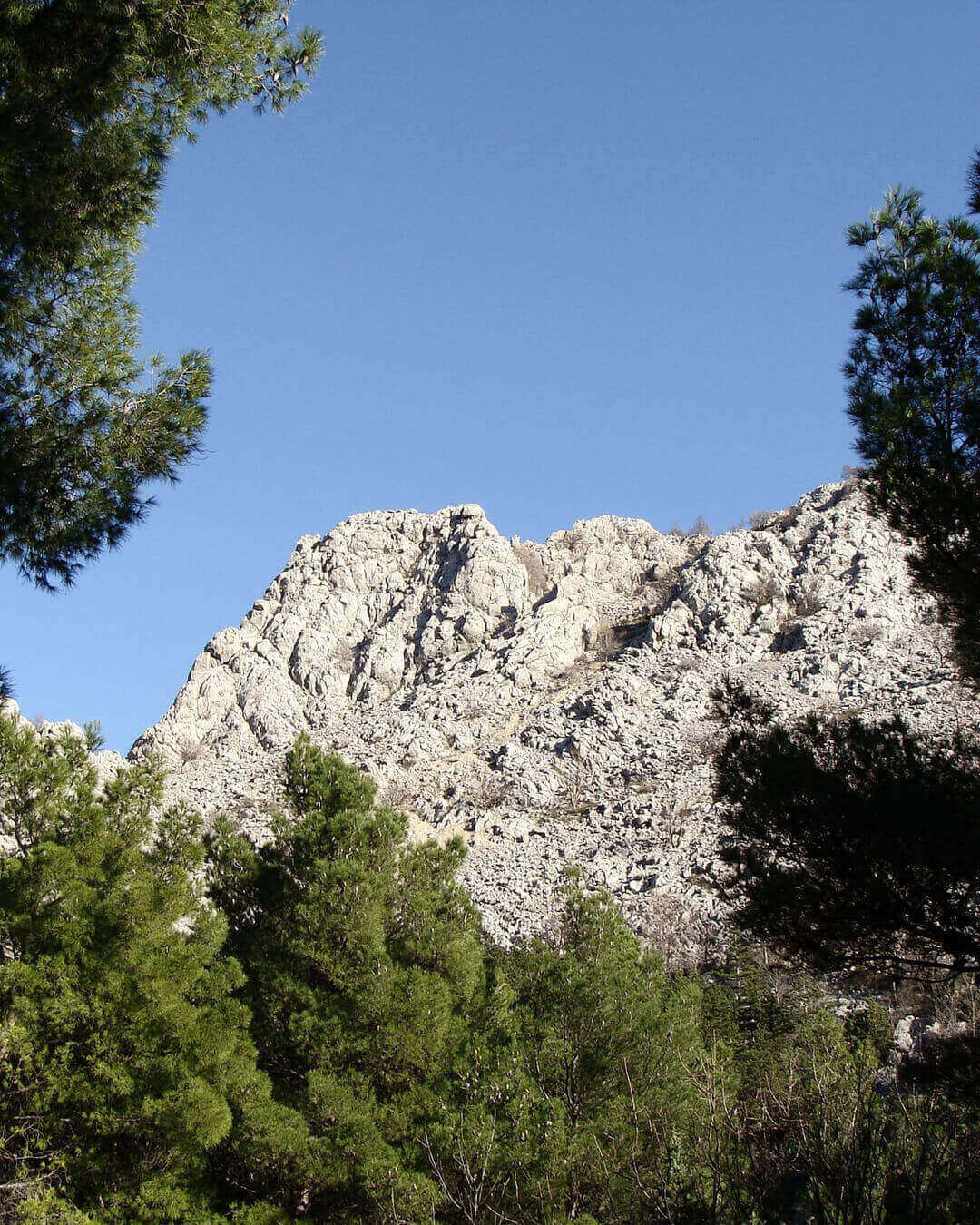 Blick über die Bäume auf die hellen Berge im Nationalpark Paklenica in der nähe von Zadar in Kroatien