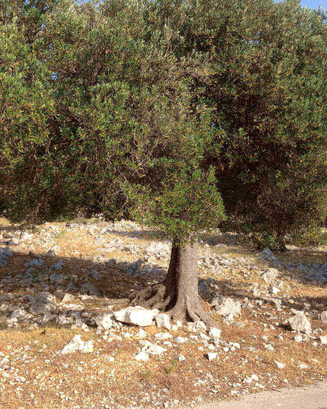 Die Olive Gardens auf Lun im Norden von der Insel Pag in Kroatien Die Olive Gardens auf Lun im Norden von der Insel Pag in Kroatien